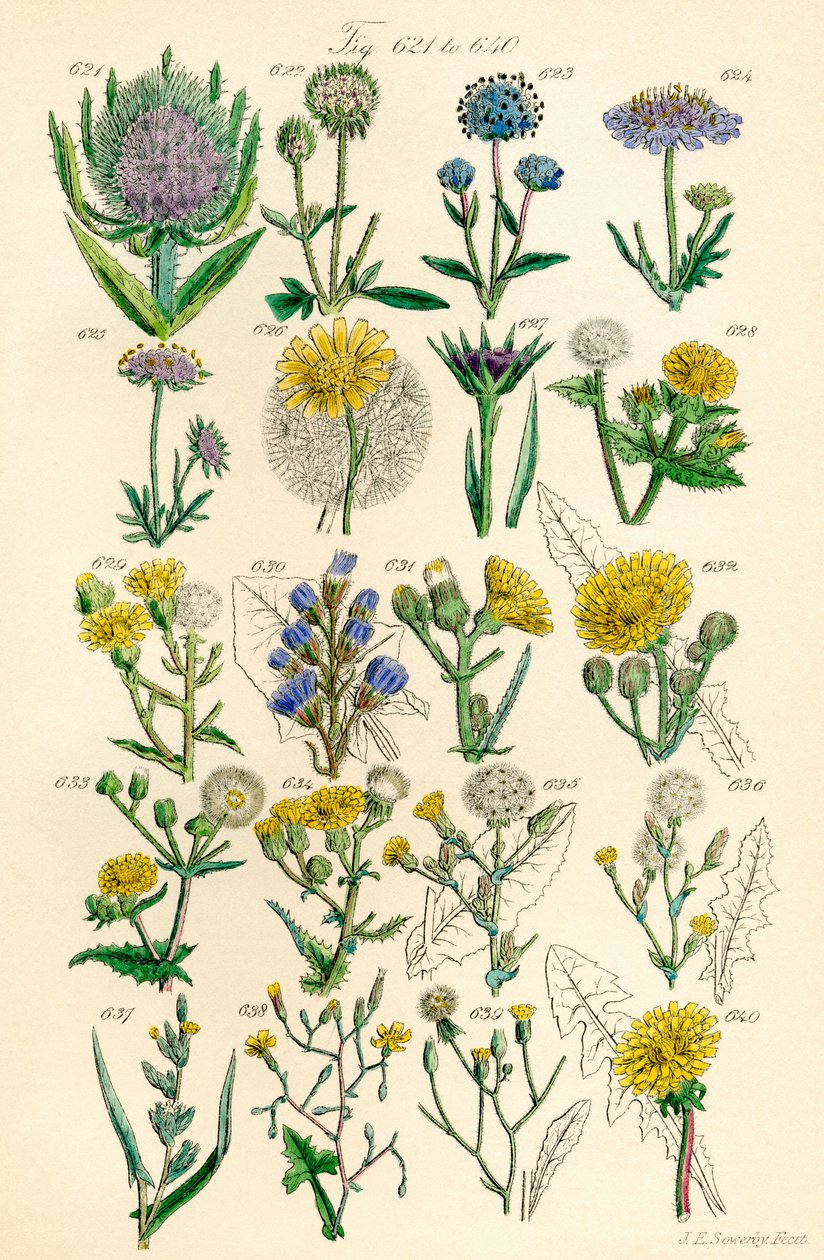 A British Wild Flowers színes illusztrációinak oldala J. E. Sowerby és C. P. Johnson műve után alkotó: J. E. and Johnson C. P.  Sowerby