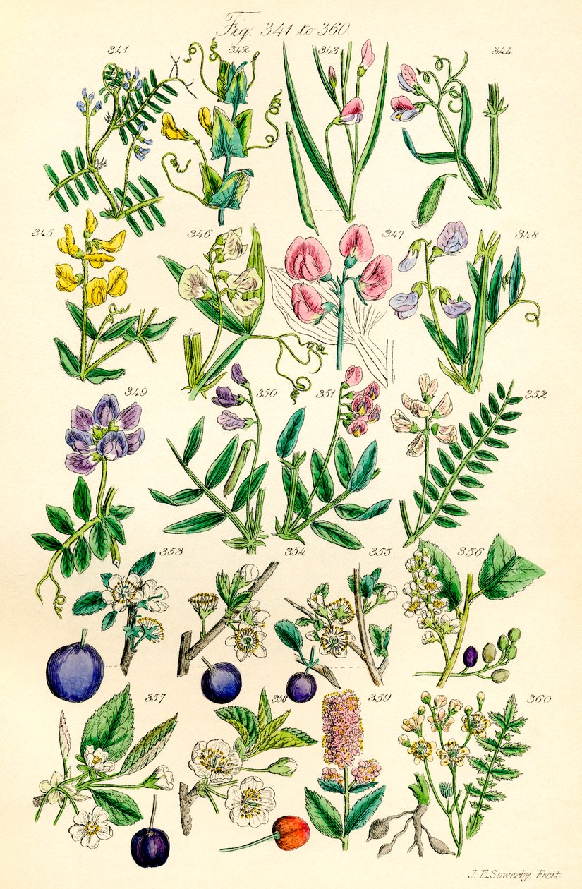 A British Wild Flowers színes illusztrációinak oldala J. E. Sowerby és C. P. Johnson műve után alkotó: J. E. and Johnson C. P.  Sowerby
