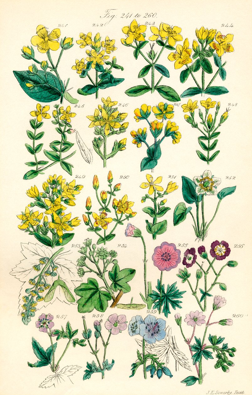 A British Wild Flowers színes illusztrációinak oldala J. E. Sowerby és C. P. Johnson műve után alkotó: J. E. and Johnson C. P.  Sowerby