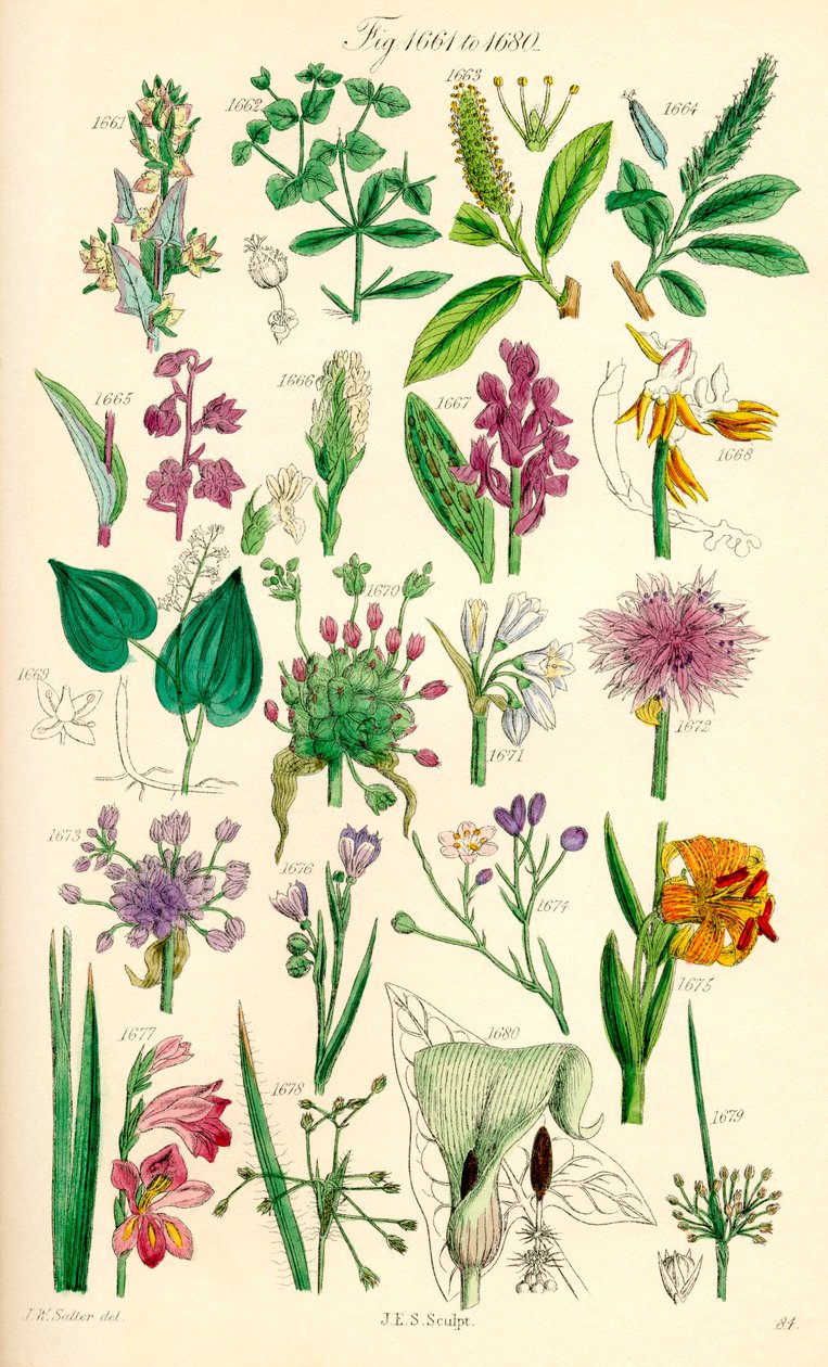 A British Wild Flowers színes illusztrációinak oldala J. E. Sowerby és C. P. Johnson műve után alkotó: J. E. and Johnson C. P.  Sowerby
