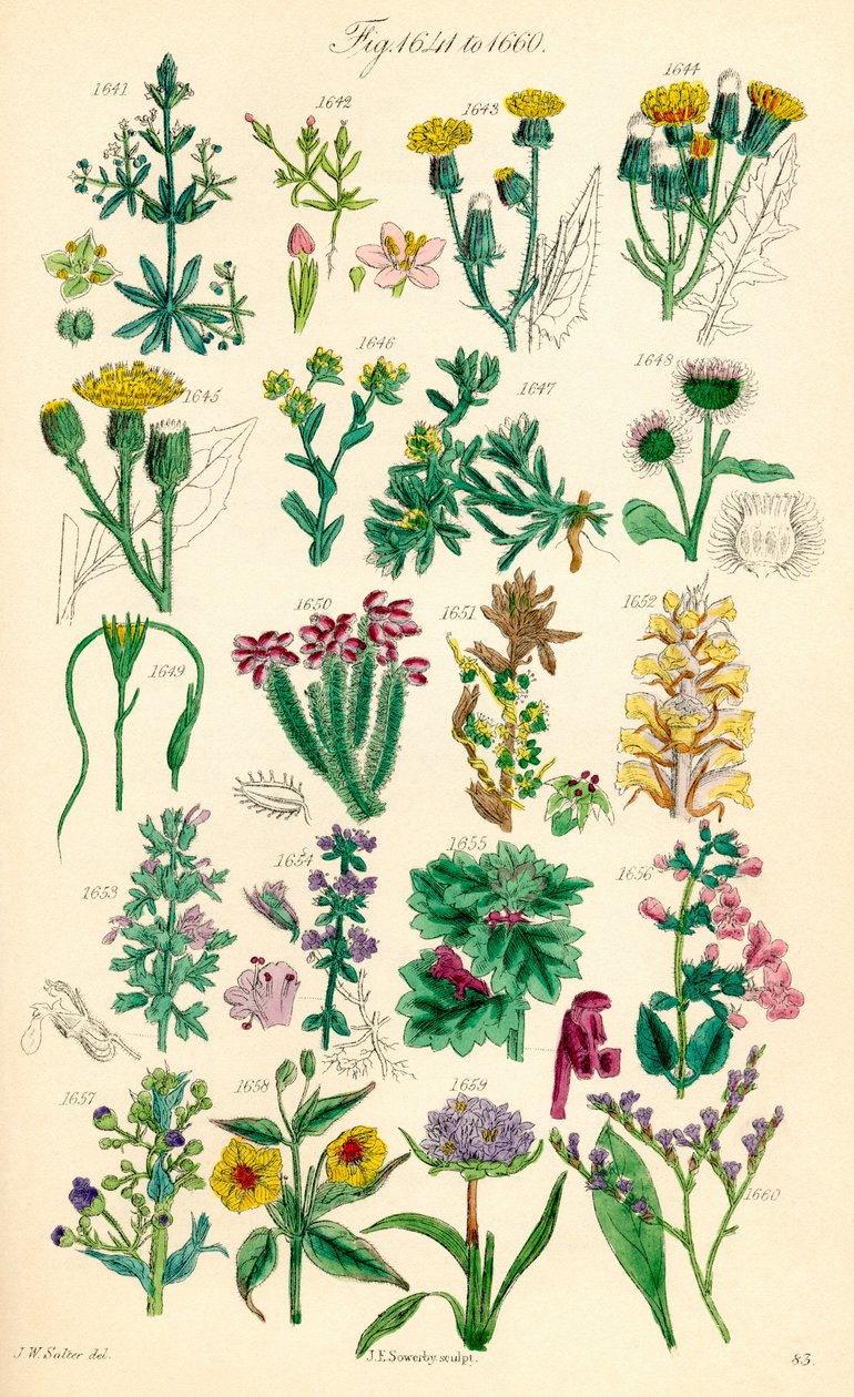 A British Wild Flowers színes illusztrációinak oldala J. E. Sowerby és C. P. Johnson műve után alkotó: J. E. and Johnson C. P.  Sowerby
