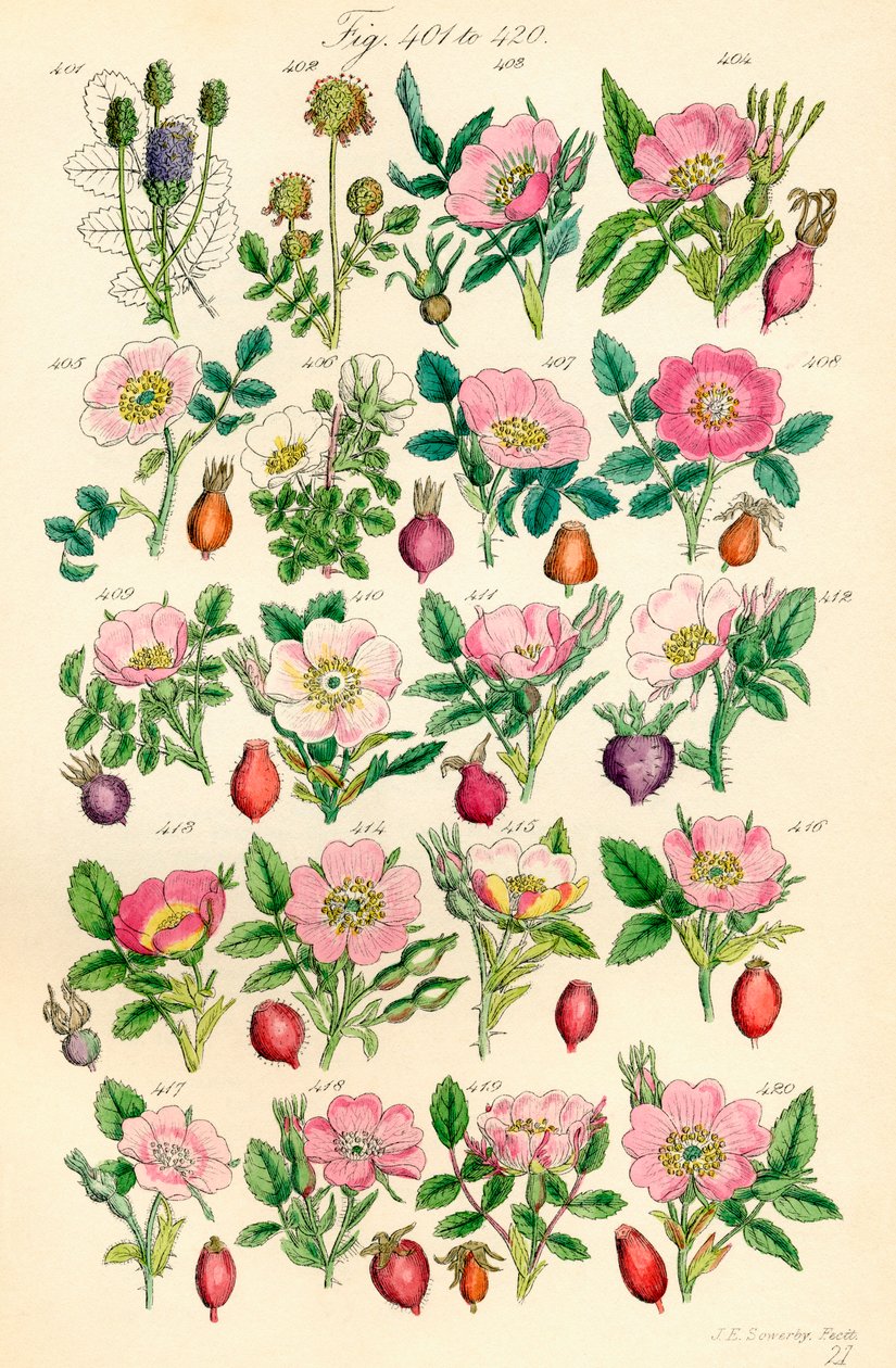 A British Wild Flowers színes illusztrációinak oldala J. E. Sowerby és C. P. Johnson műve után alkotó: J. E. and Johnson C. P.  Sowerby