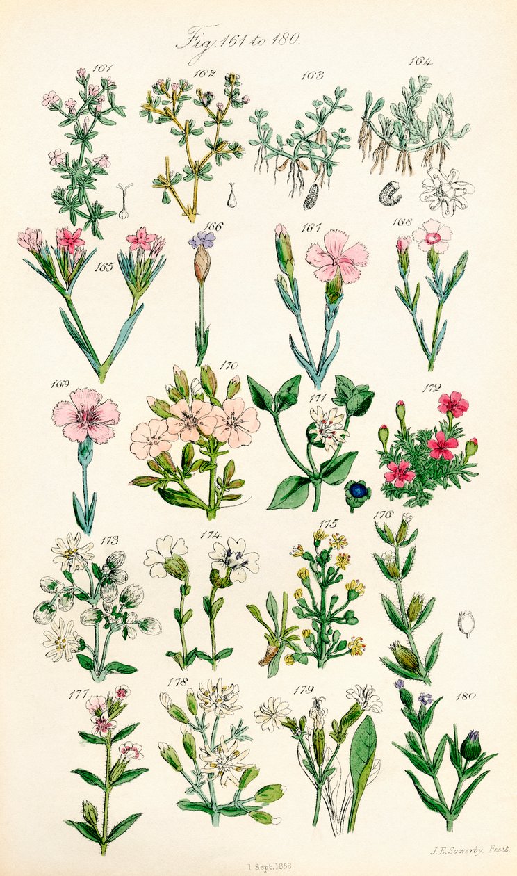 A British Wild Flowers színes illusztrációinak oldala J. E. Sowerby és C. P. Johnson műve után alkotó: J. E. and Johnson C. P.  Sowerby