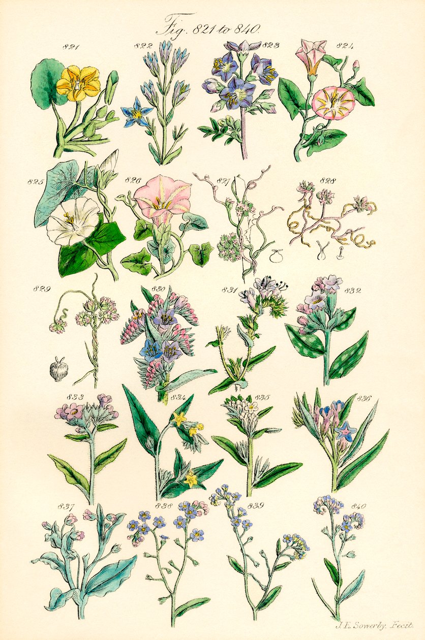 A British Wild Flowers színes illusztrációinak oldala J. E. Sowerby és C. P. Johnson műve után alkotó: J. E. and Johnson C. P.  Sowerby