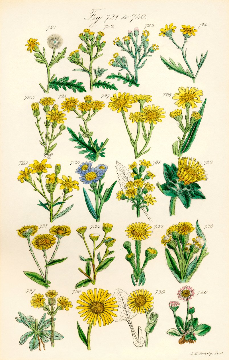 A British Wild Flowers színes illusztrációinak oldala J. E. Sowerby és C. P. Johnson műve után alkotó: J. E. and Johnson C. P.  Sowerby