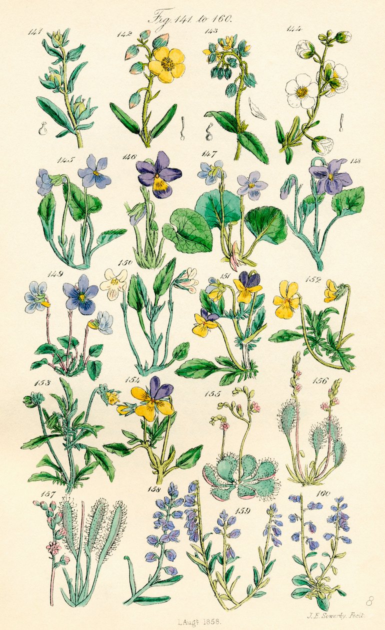 A British Wild Flowers színes illusztrációinak oldala J. E. Sowerby és C. P. Johnson műve után alkotó: J. E. and Johnson C. P.  Sowerby