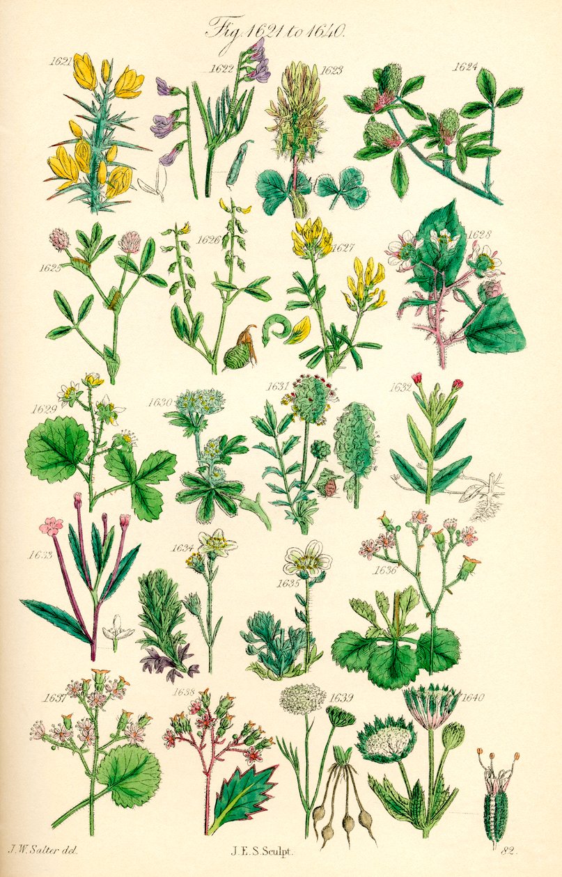 A British Wild Flowers színes illusztrációinak oldala J. E. Sowerby és C. P. Johnson műve után alkotó: J. E. and Johnson C. P.  Sowerby