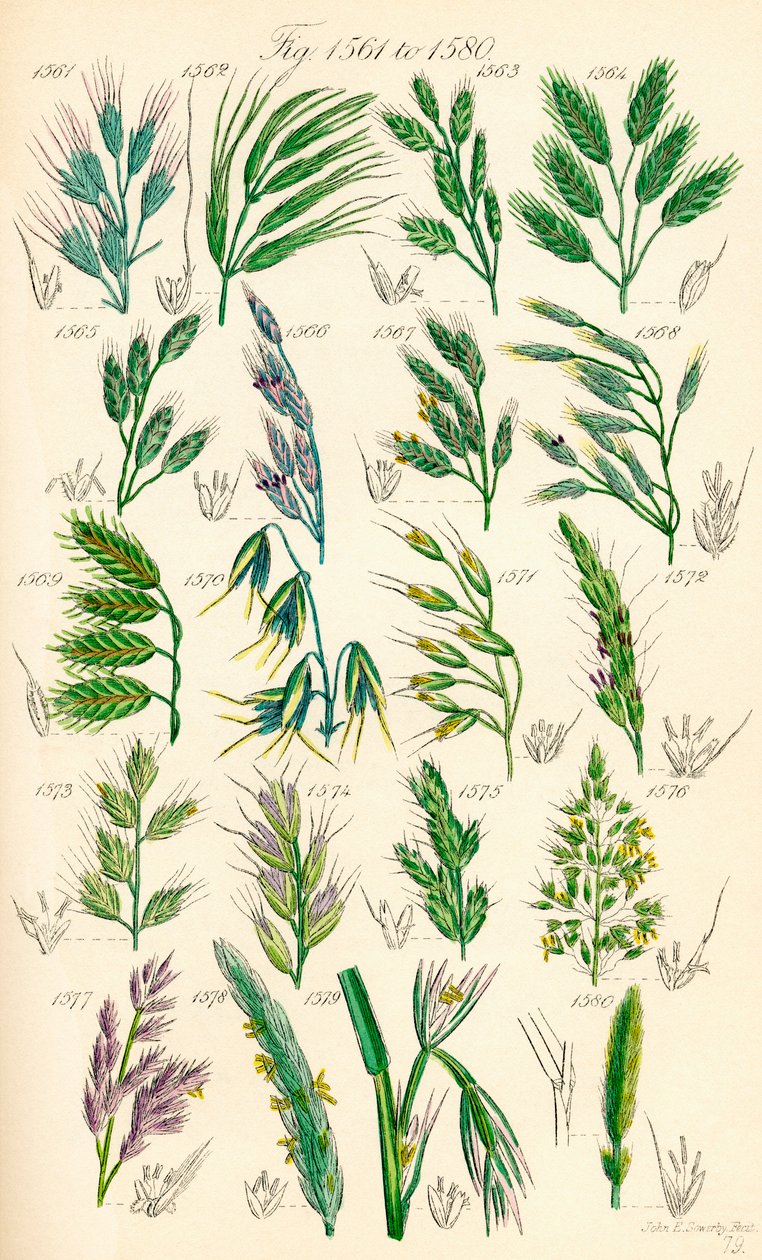 A British Wild Flowers színes illusztrációinak oldala J. E. Sowerby és C. P. Johnson műve után alkotó: J. E. and Johnson C. P.  Sowerby