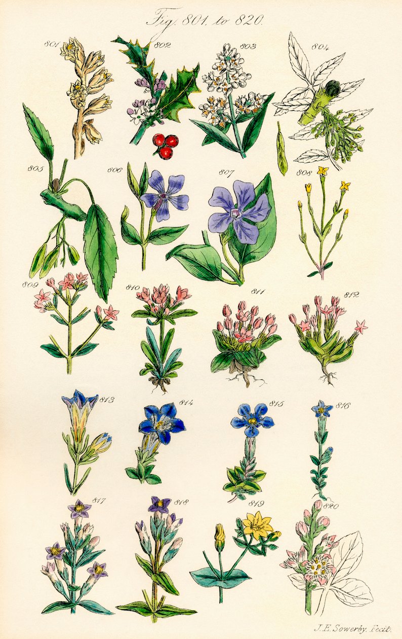 A British Wild Flowers színes illusztrációinak oldala J. E. Sowerby és C. P. Johnson műve után alkotó: J. E. and Johnson C. P.  Sowerby