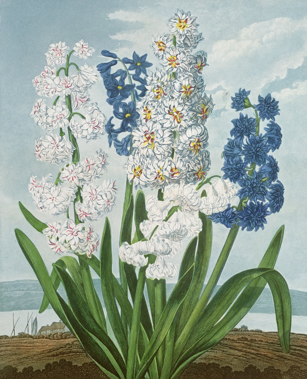 Jácintok, Warner metszete, Robert Thornton "The Temple of Flora" című művéből, kiad. 1801 alkotó: J. Edwards