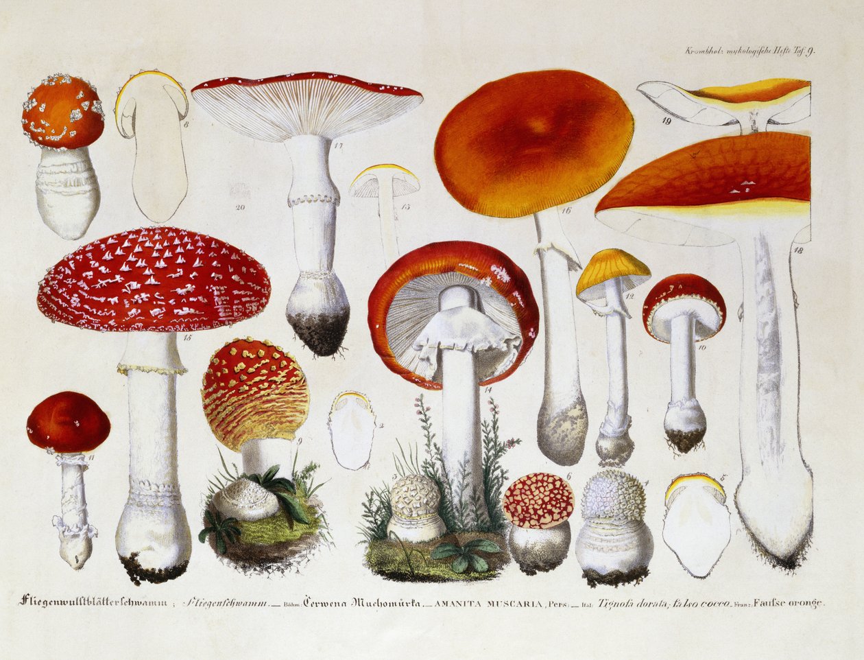 Amanita Muscaria, 1831-46 körül alkotó: J. G. Calve