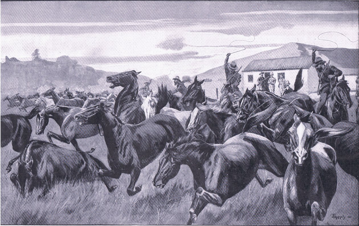 Búrok portyáznak a braamfonteini Remount Depotban, a Harmsworth Bros Limited által kiadott After Pretoria: The Guerilla War című filmből, 1901 alkotó: J. H. Thornely