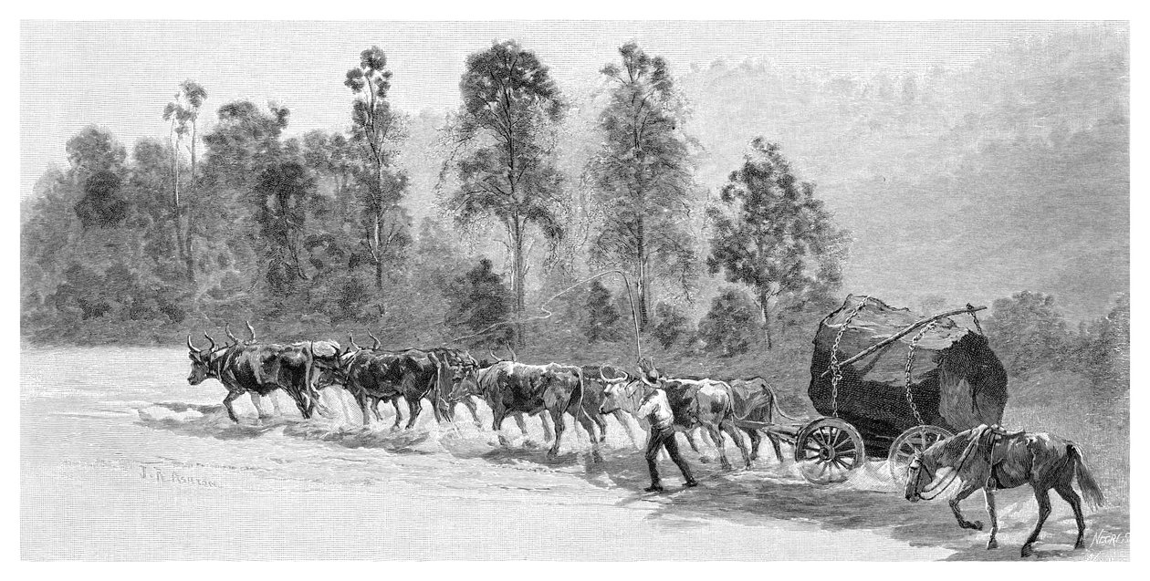 Cédrusszerzés a Richmond folyón, Új-Dél-Wales, Ausztrália, 1886. alkotó: J. R. Ashton