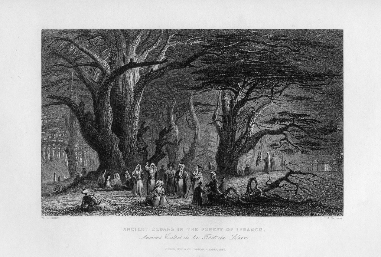 Ősi cédrusok a libanoni erdőben, 1841 alkotó: J. Redaway