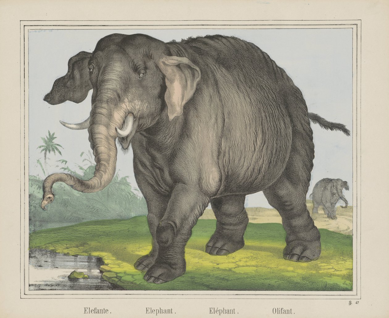 Elefánt. / Elefánt. / Elefánt. / Olifant (cím a tárgyon) alkotó: J. Scotti