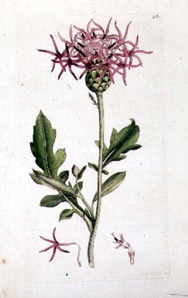 Great Knapweed, az "English Botany" kocsma kötetéből. 1790-1814 (kézzel színezett metszet) alkotó: J. and Smith J.E. Sowerby