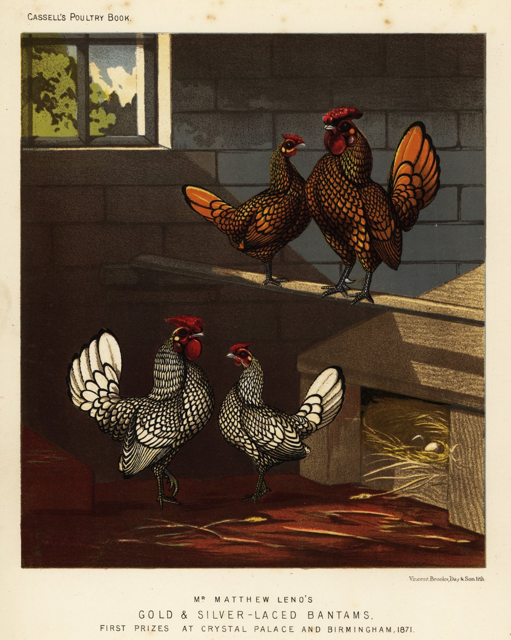 Aranyfűzős bantam és ezüstfűzős bantam kakas és tyúk alkotó: J. W. (after) Ludlow