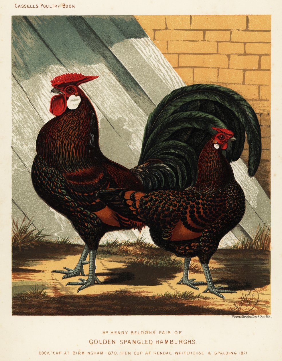 Aranyszínű hamburgi kakas és tyúk alkotó: J. W. (after) Ludlow