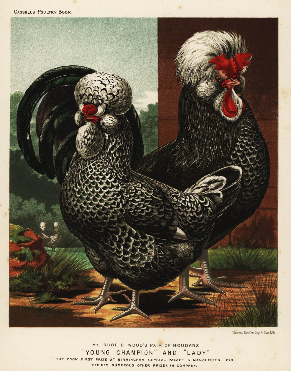 Houdan vagy Poule de Houdan kakas és tyúk alkotó: J. W. (after) Ludlow