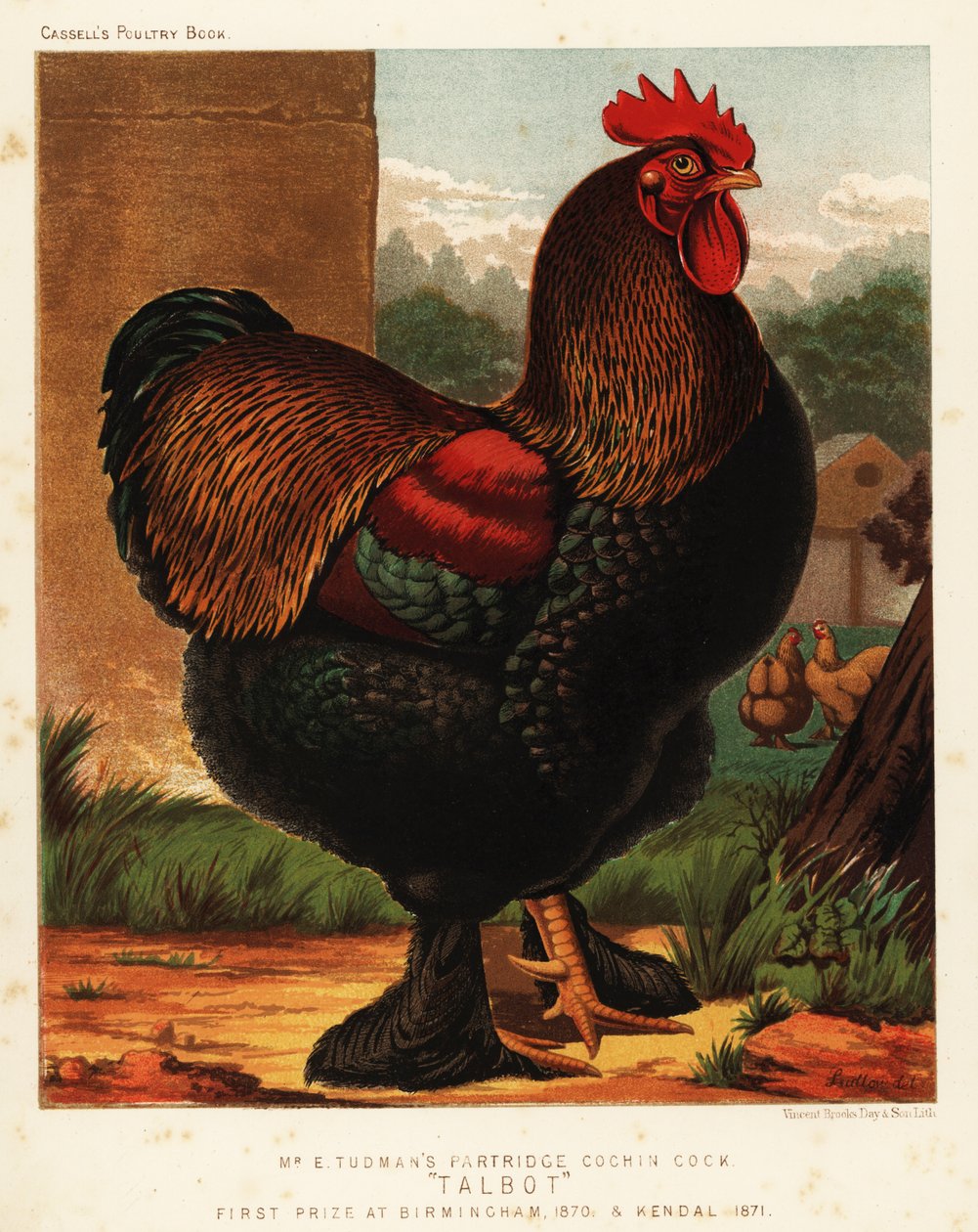 Partridge cochin kakas alkotó: J. W. (after) Ludlow
