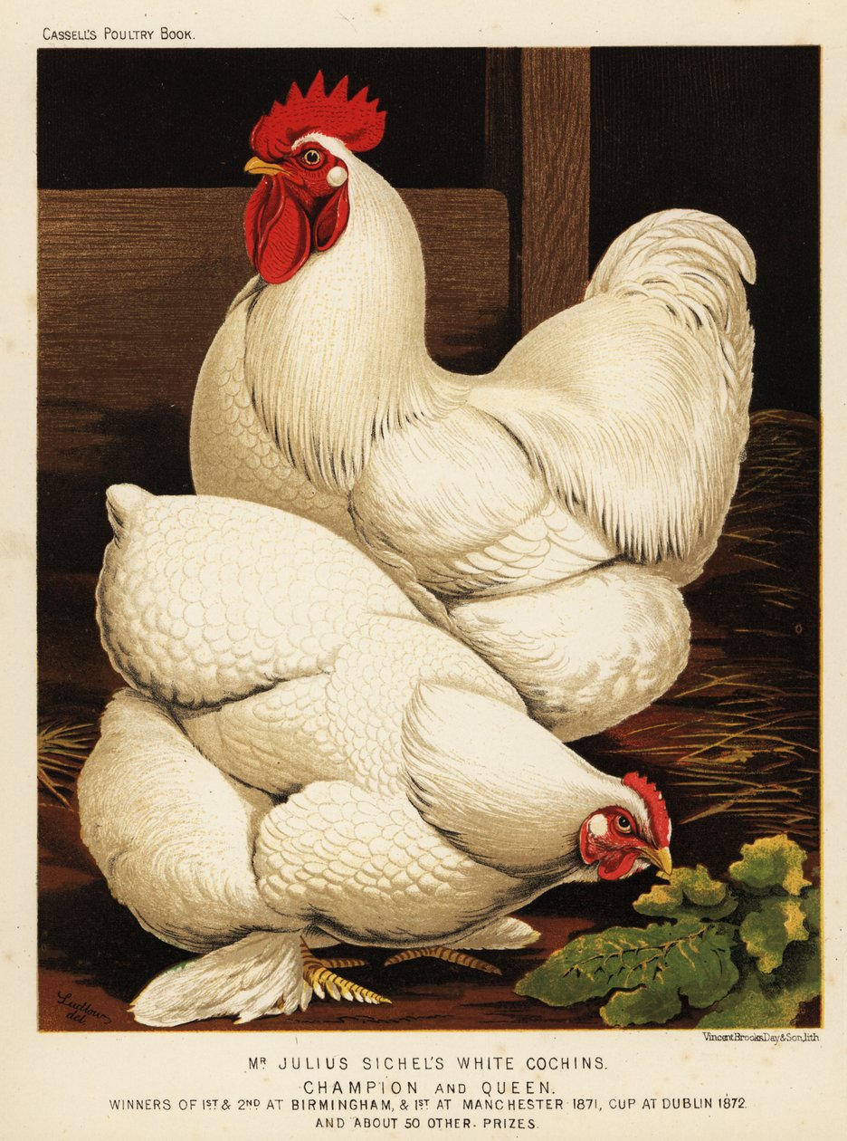 Fehér cochin kakas és tyúk alkotó: J. W. (after) Ludlow