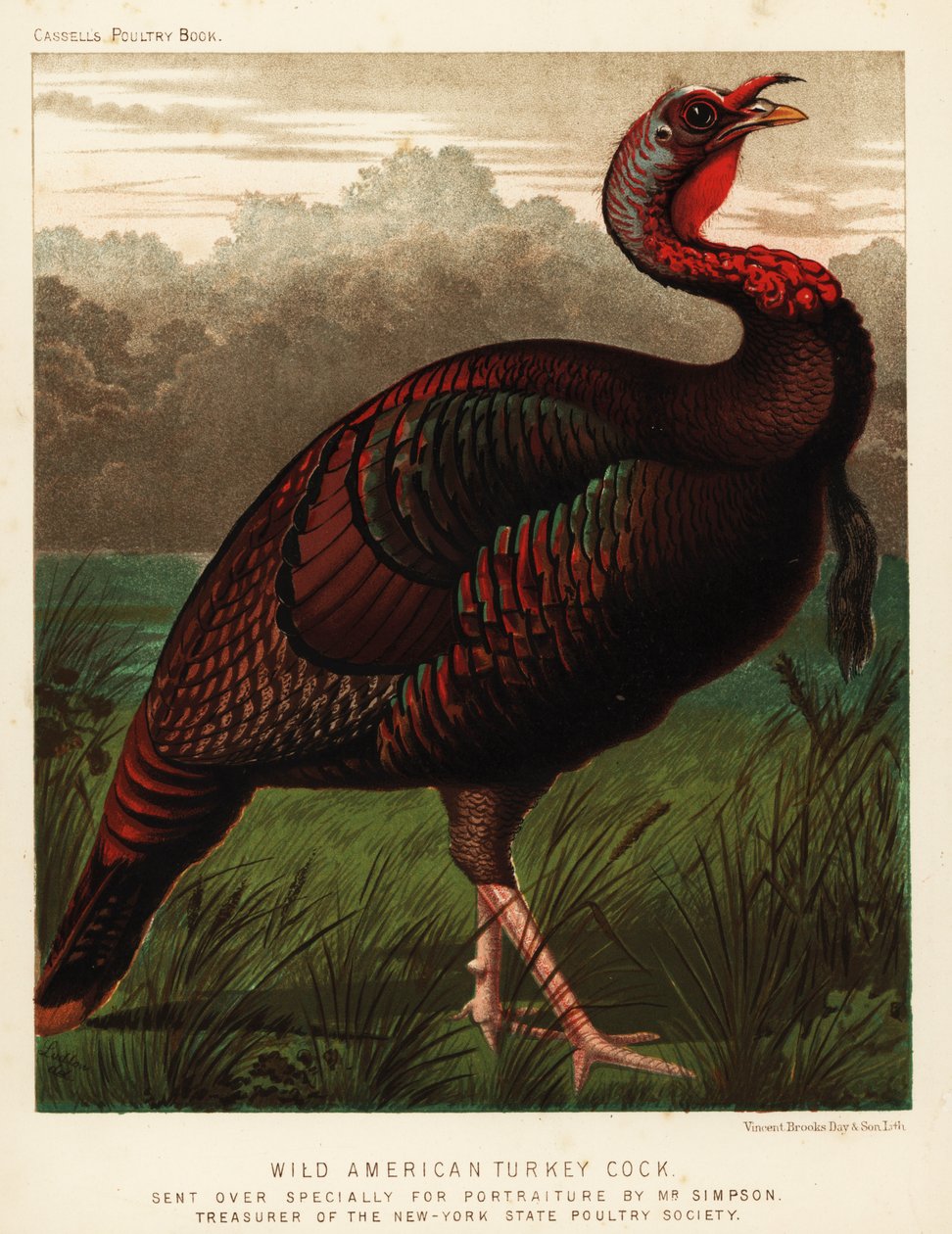 Vad amerikai pulykakakas, Meleagris gallopavo alkotó: J. W. (after) Ludlow