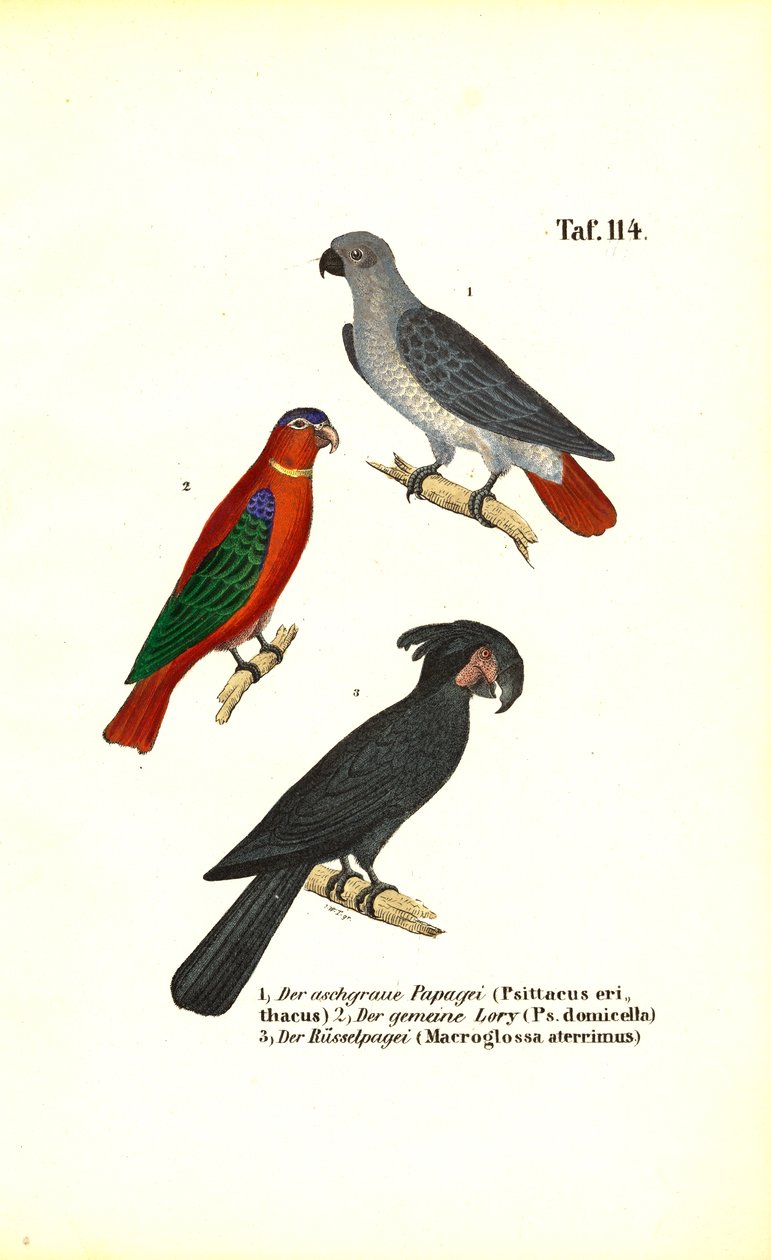  alkotó: J. W. Tenhaeff