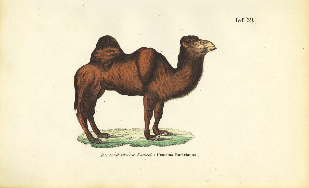 Baktriai teve alkotó: J. W. Tenhaeff