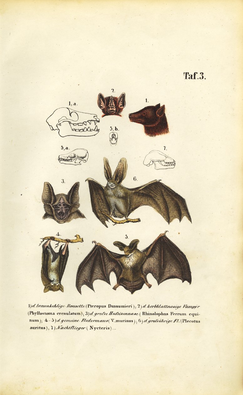  alkotó: J. W. Tenhaeff