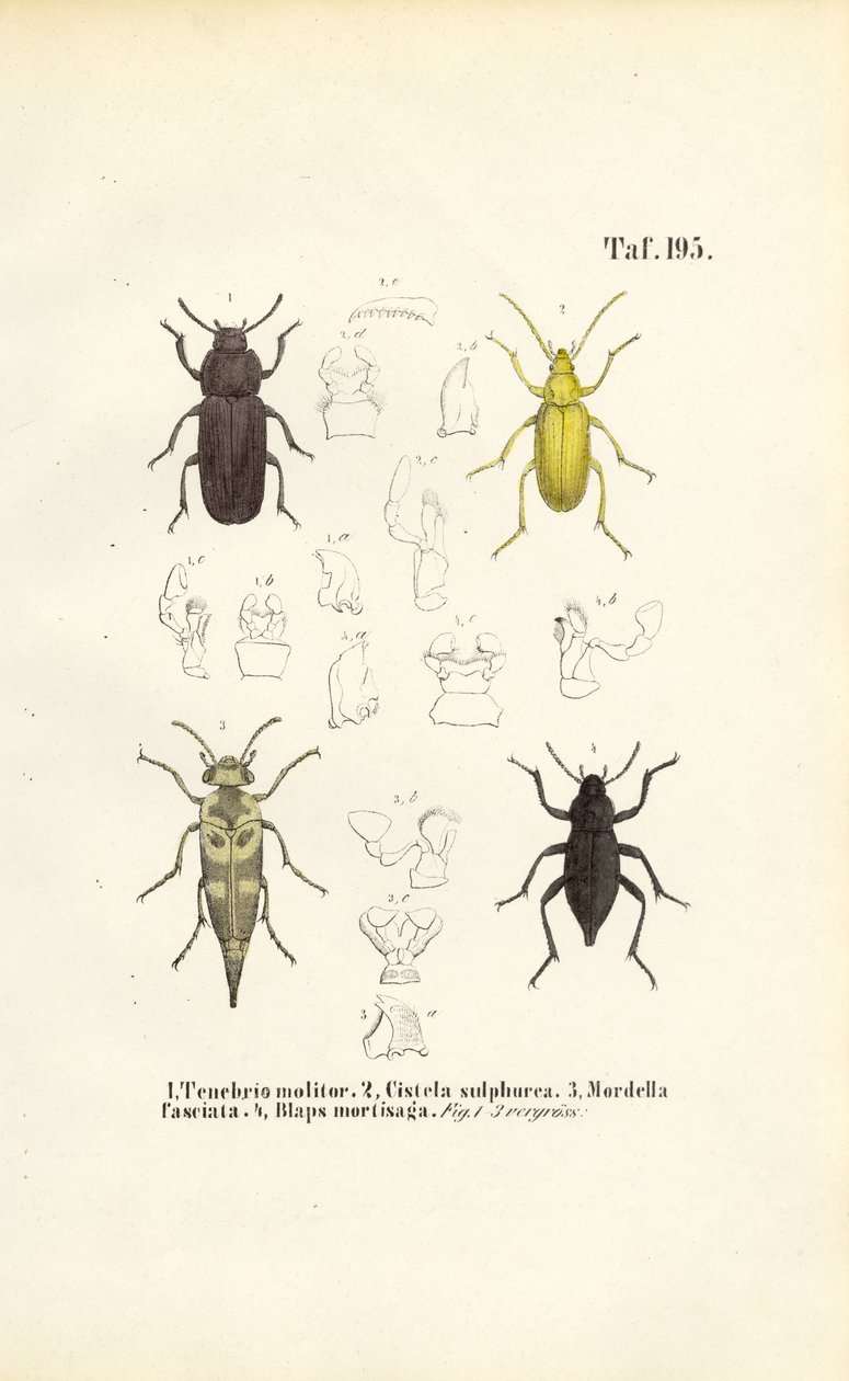  alkotó: J. W. Tenhaeff