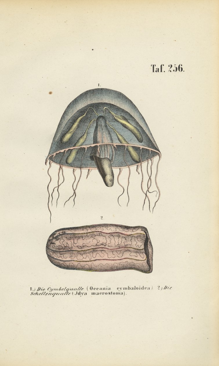 Harangmedúza és hordómedúza alkotó: J. W. Tenhaeff