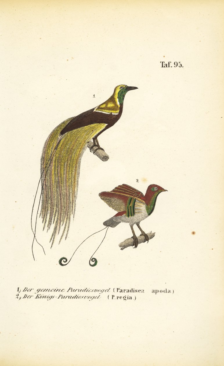  alkotó: J. W. Tenhaeff