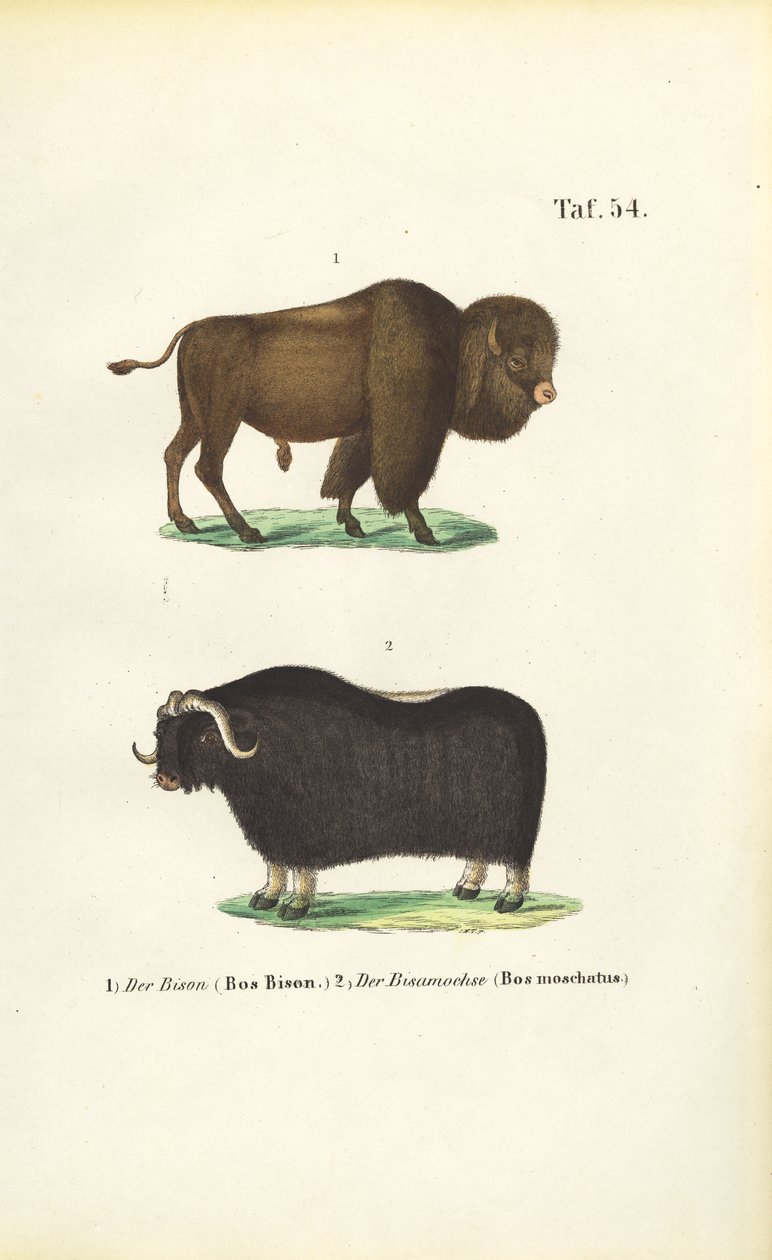 Bison és muskox alkotó: J. W. Tenhaeff