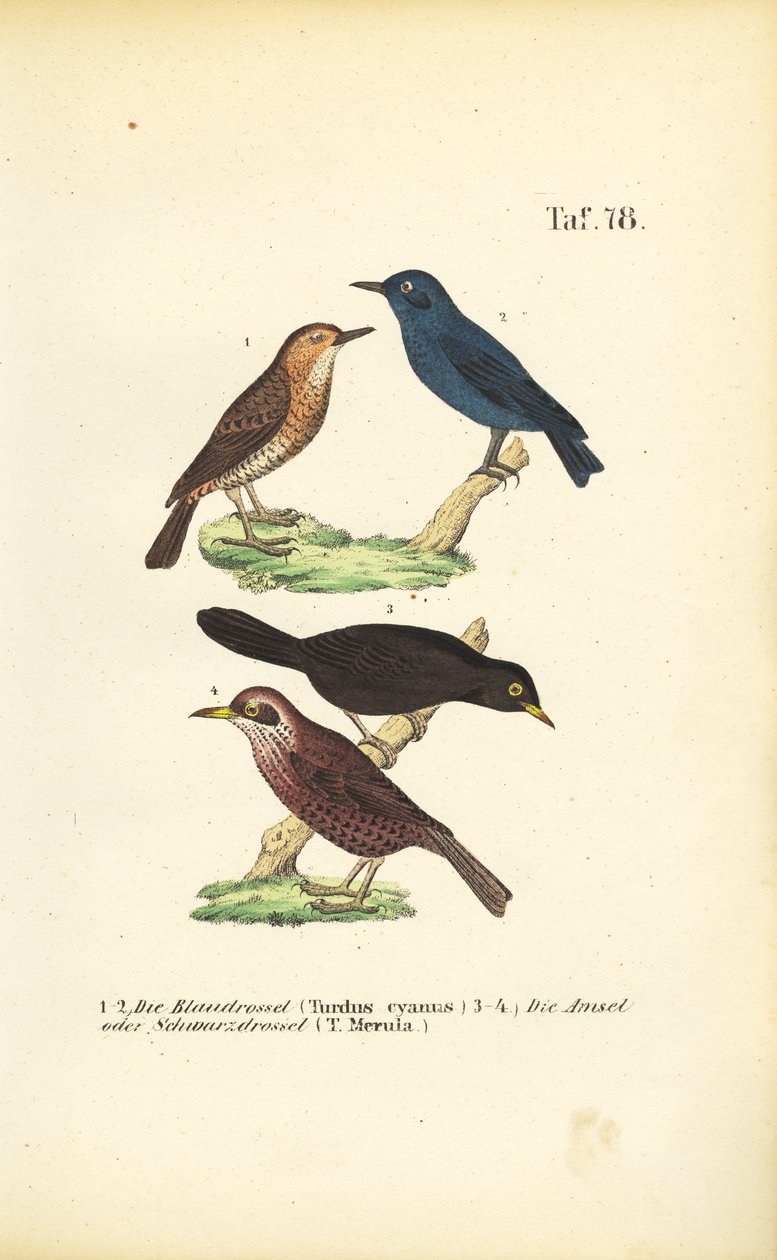  alkotó: J. W. Tenhaeff