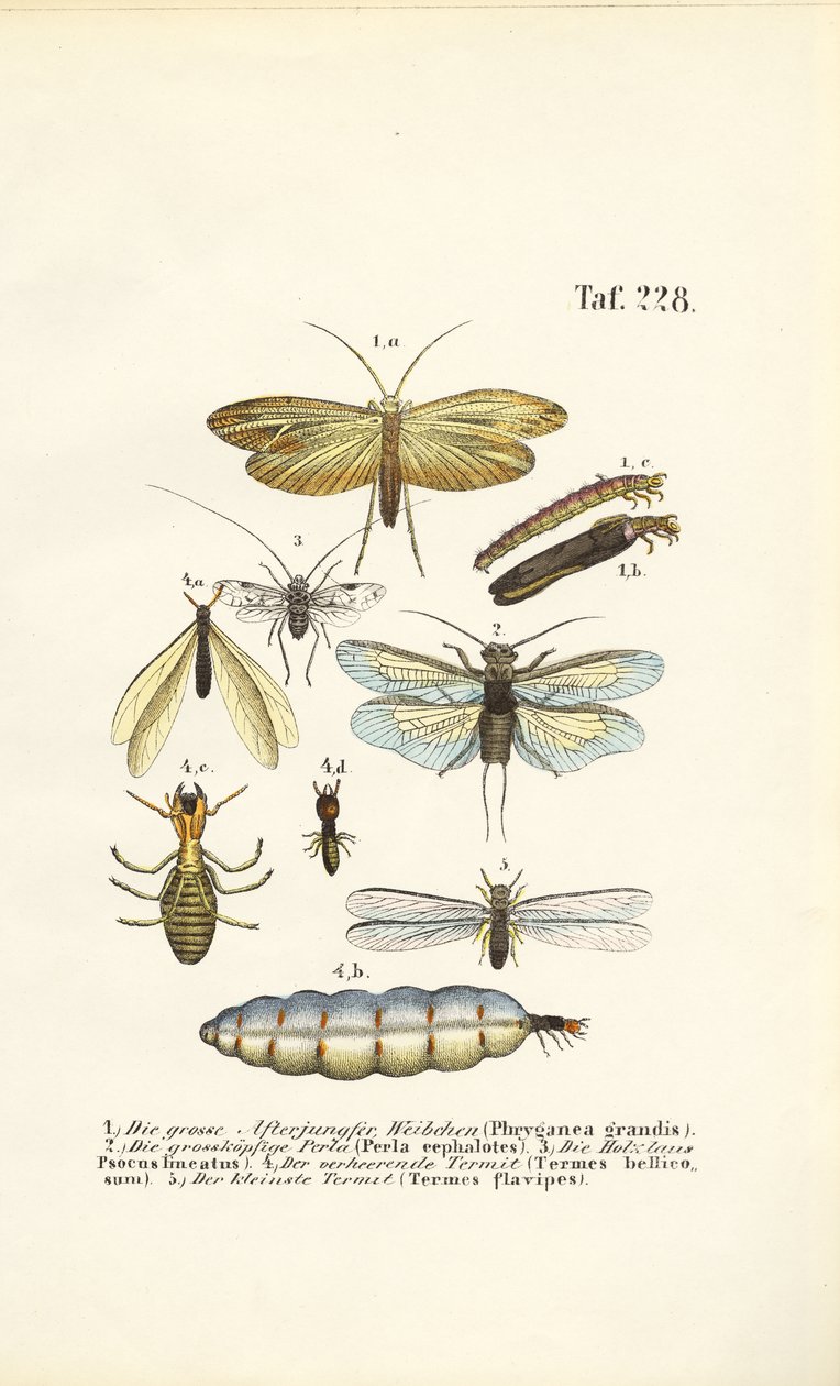  alkotó: J. W. Tenhaeff