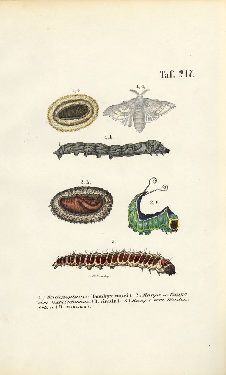 alkotó: J. W. Tenhaeff