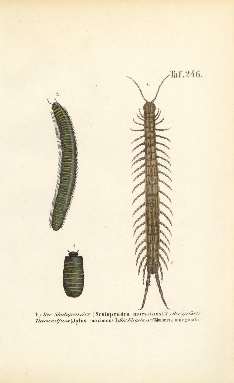  alkotó: J. W. Tenhaeff