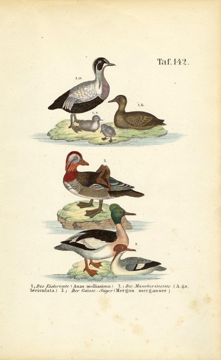  alkotó: J. W. Tenhaeff