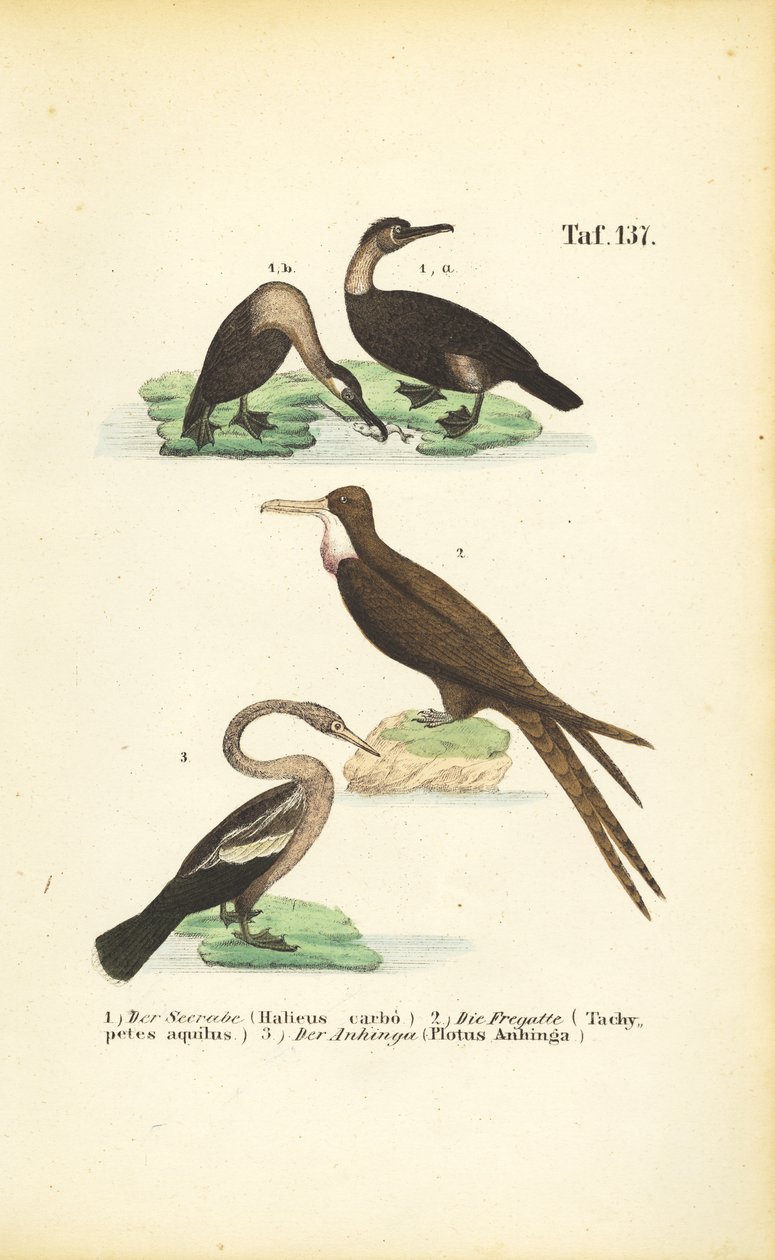  alkotó: J. W. Tenhaeff