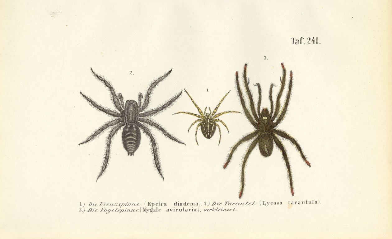  alkotó: J. W. Tenhaeff