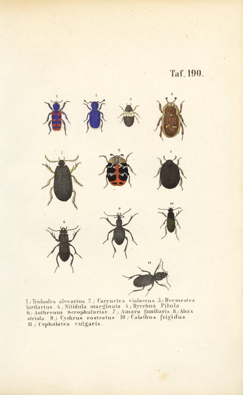  alkotó: J. W. Tenhaeff
