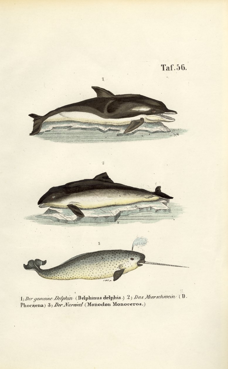  alkotó: J. W. Tenhaeff