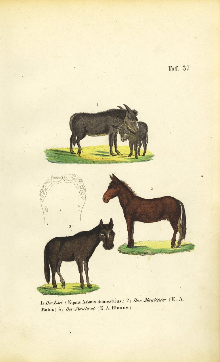  alkotó: J. W. Tenhaeff