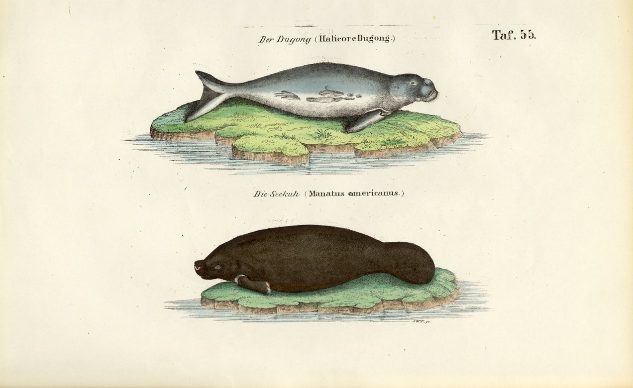 Dugong és lamantin alkotó: J. W. Tenhaeff