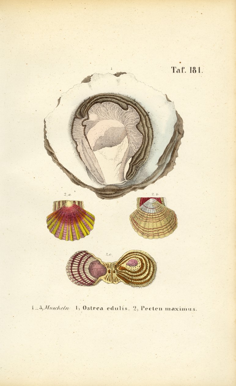  alkotó: J. W. Tenhaeff