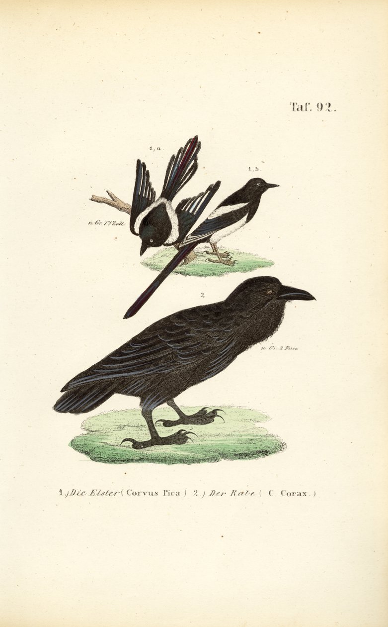  alkotó: J. W. Tenhaeff