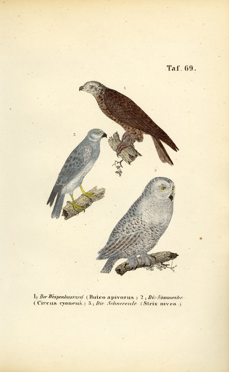  alkotó: J. W. Tenhaeff