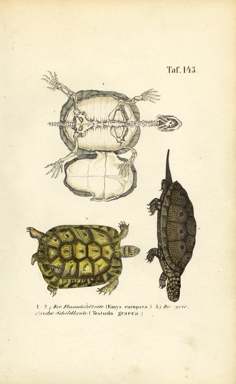  alkotó: J. W. Tenhaeff