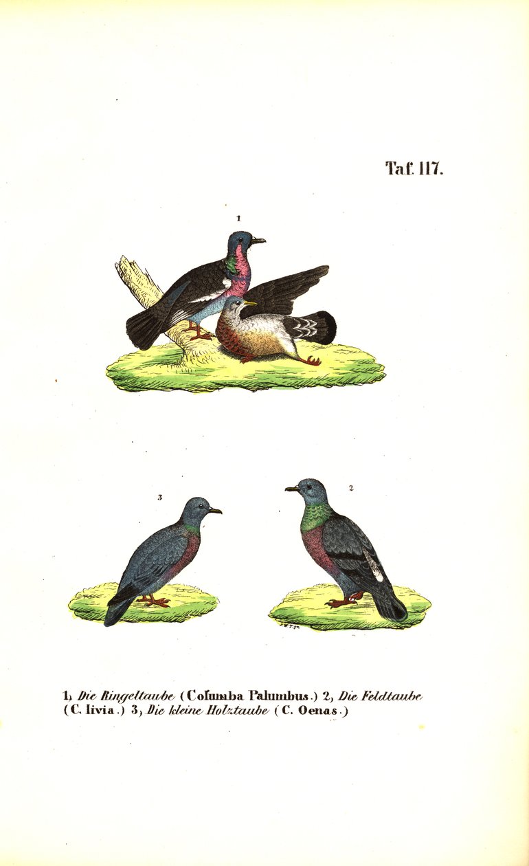 Európai vadgalambok alkotó: J. W. Tenhaeff