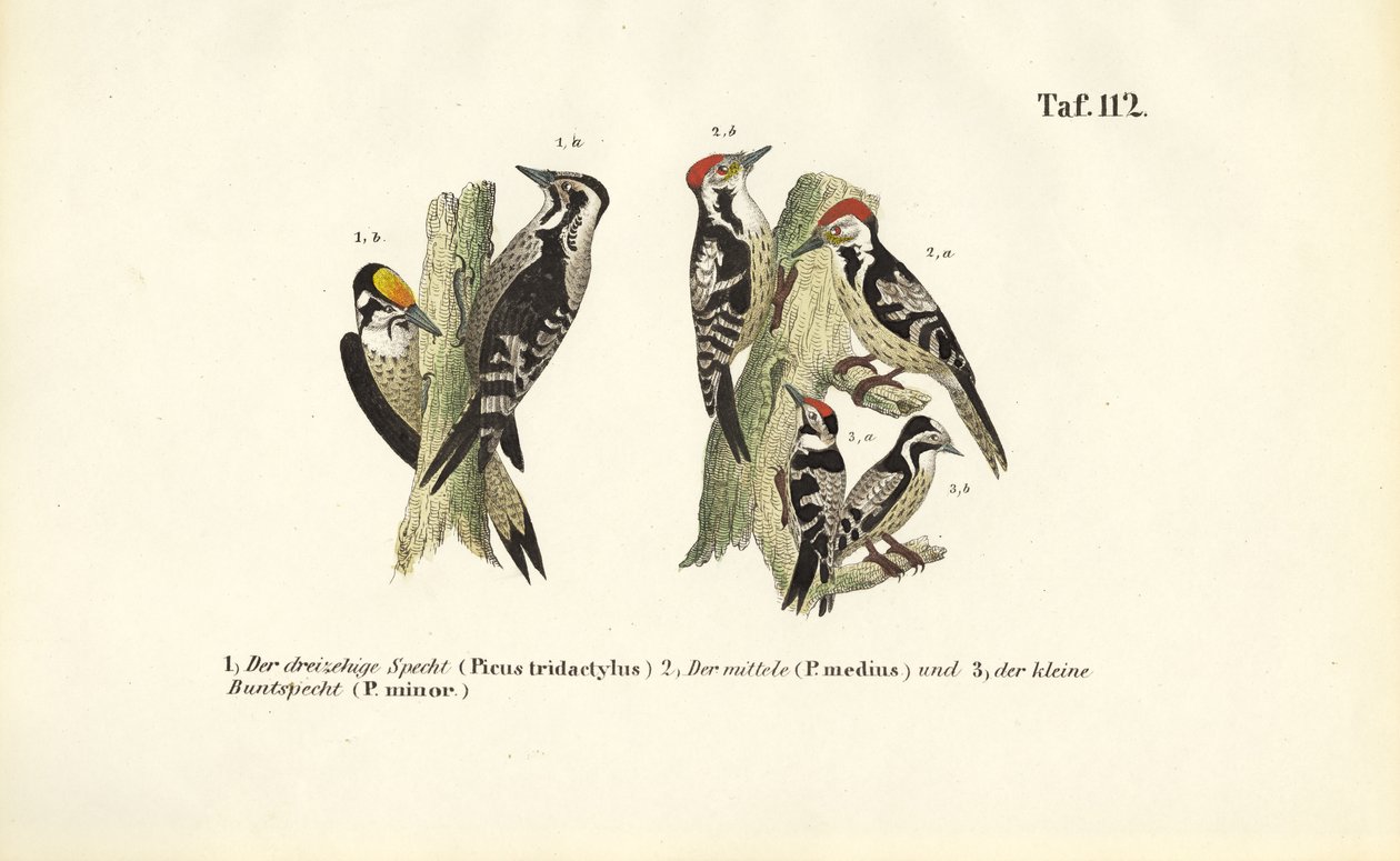 Európai harkályfajok alkotó: J. W. Tenhaeff